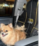 للبيع كلب بوميرانيان