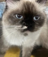 ،قط سيامي طويل الشعر مختلط