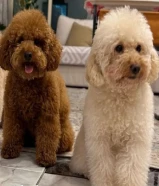 للتزاوج توي بودل ذكرين