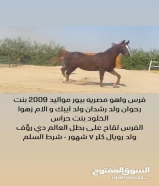 1200 قابل المساومه بالمعقول