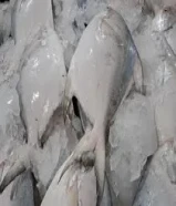 أسماك طازجة يوميا من البحر إلى المائده تنضيف وتوصيل جميع مناطق الكويت ثقتكم بنا تبدأ