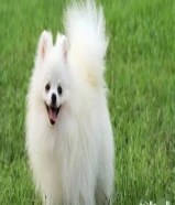 مطلوب بومرينيان للتبني