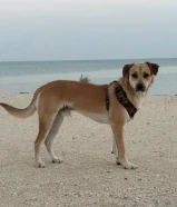 كلب للتبني لمدة شهر بسبب ظروف خاصه