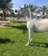 خيل عربيه اصيله فاخره الجاد يتصل