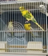 - budgie for sale