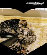 Bengal cat top qualtiy pure professional breeder multiple colors instagra m bengalq8