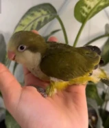 فرخ كويكر زيتوني dark green عس محجل من انتاجي