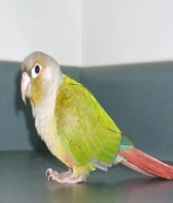 مطلوب طير كنيور للتبني