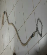 حبل طوق شد للكلاب سميك جدا له شد كلاب كبيره الطول متر 120