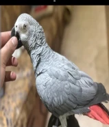 ‏للبيع كاسكو فل ربوه نثيه محلله