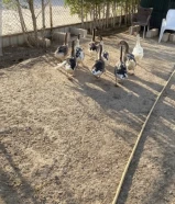 للبيع 9 حبات وز منتجين شرط الصحة