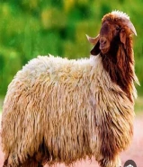 خرفان محلية طيبة