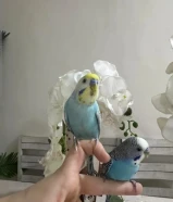 حلوين وايد ويحبون يلعبون