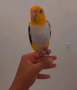 كاياك وايت بيلي