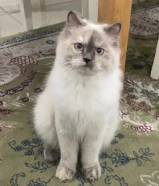 قطتين انثى تبني مع جميع اغراضهم