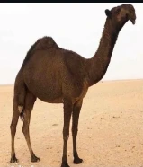 اشري جميع انواع الابل