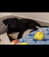 جرو لابرادور, ذكر , ثلاث شهور البيع 
Labrador Puppy, Male, 3 months old.