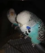 English budgies