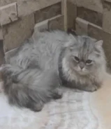 قطط شيرازي للتبني