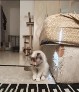 للتبني قطة نثية بريتش