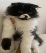 سكوتش فولد لونق هير