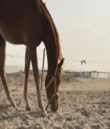 حصان بلدي العمر سنتين معسوف