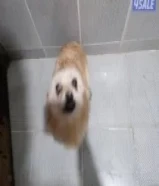 كلب للبيع واخد كل التطعيمات يحب اللعب