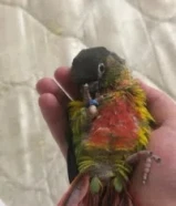 للبيع كنيور قرين شيك ربوه نهاية عس