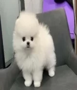 Pomeranian Puppy50671586