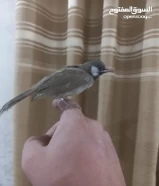 Bulbul, two and a half months old