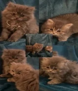 النوع / مكس برتش شورت هير و سكوتش فولد