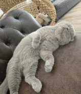 للتبني قطه ذكر