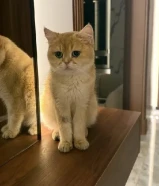 سكوتش قولد بريتش