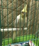 موجود كروان انثي لتيني عيون حمراء 12