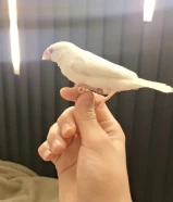 عصفور جاواة العمر 1 و 3 شهور انثى بيضاء