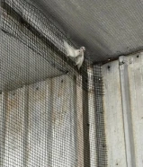 للبيع لوبيرد البينور ابيضّ عيوني حمر شبب منتجين