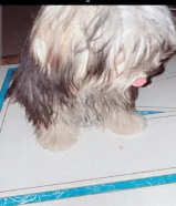 كلب يوركاشير مع بوكه للبيع بصباح الاحمد