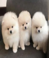 Healthy Male and female Purebred Teacup White Pomeranian Puppies Available Now For Sale