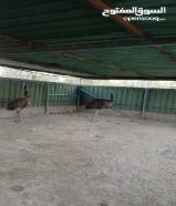 للبيع نعام ايمو استرالي منتج العمر عامان مزارع الوفرة