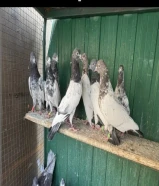 حمام باكستاني