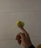 للبيع طير حب ربوة