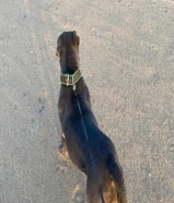 كلاب بيتبول نثيى