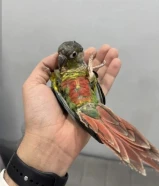 اللي يدور الزين لا يطوفك