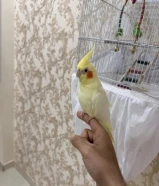 كروان للبيع