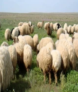 يوجد ذبايح وتمايم بارخص الاسعار