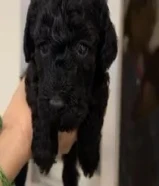 للبيع بودل تي كب