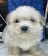 للبيع على اجلابه النوع شيتتزو العمر شهرين الصحه اوك لعوبين في ذكر و في نثيه