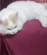 للتبني قط شيرازي لعوب متعود على ليتربوكس