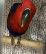 للبيع اكتكتوس العمر5 شهور