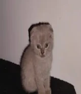 كيتن للبيع سكوتش فولد الاعمار شهر ونص سته خمس صفر ثلاث ثلاث اربع اربع تسع kitten Scottish